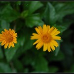 மலரினும் வல்லிய&zwnj; / Who is bigger?