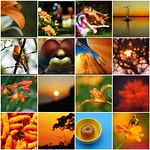 Things I Love Thursdays! - orange sunshine