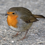 Rotkehlchen / European Robin (Erithacus rubecula)