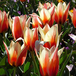 Rembrandt Tulips