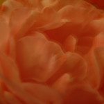 They call me the wild Rose^^