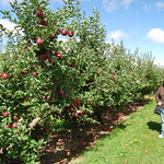 Jonamac Orchard 055