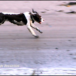 Run Forest Run - Mad Dog on the Harbour Mud