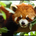 Peekaboo Panda 2 [Explored]