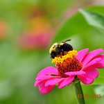 Bumbe Bee on Heavens Gate