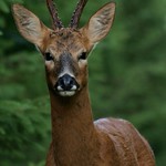 Roe Buck