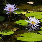 Lotus MG_4343_DxO_raw