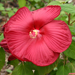 Hibiscus 'Luna Red' 01