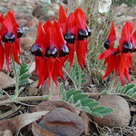 Sturt Desert Pea (Swainsona formosa) Called Marlukuru by the Birriliburu Rangers of the Martu Country.