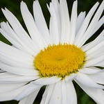Daisy delight