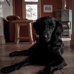 1/26 -- Sibley, in the afternoon light