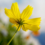 FAREWELL, PRESIDENT CORAZON "Cory" C. AQUINO...