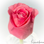 Fragility of your petals