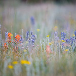 Colorado Wildflowers