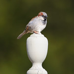 2009-04-12 House Sparrow 1