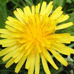 blooming dandelion