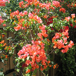 Easter 2009 Bougainvillea