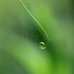 a study of Gloriosa rothschildiana [7]