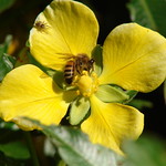 flor, abeja y ara&ntilde;a