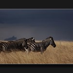 Zebra Into the Storm orig28jun09