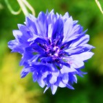Cornflower