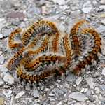 A tangle of processional caterpillars