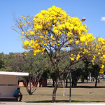 S&eacute;rie de temporada dos Ip&ecirc;s-amarelos (Tabebuia chrysotricha) - 04-08-2009 - IMG_3070