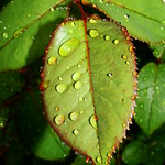 Rain Catcher July 09