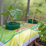 Cucumber Carmen and Basil