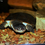 True friends...are found, if you peek from beneath your shell from time to time