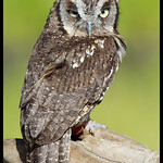 Corujinha do Mato (Otus choliba)