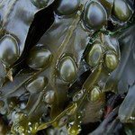 seaweed