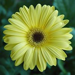 Yellow daisy