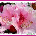 The Big Pink Rhodo!!!