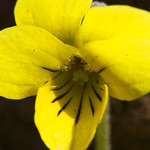 Yellow Violet 20090318