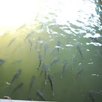 Catfish in the canal - Taling Chan Floating Market