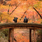 Surrounded by Autumn Leaves