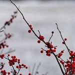 Winter Berries
