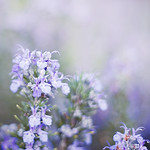 split toned rosemary w