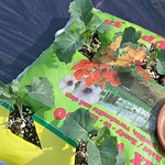 Broccoli Hybrid Super Blend