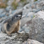 Marmotta....Alpine Marmot