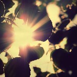 Life is glorious! (174|365)