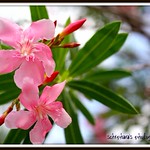 &ldquo;When the flower blooms, the bees come uninvited.&rdquo;