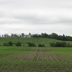 Corn Field
