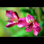 Happy Bokeh Wenesday!