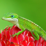 Green Anole