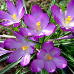 Purple Crocus