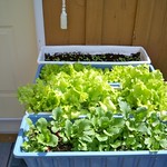 Kitchen Table Garden
