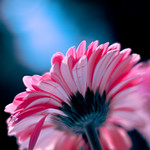 priscilla, queen of the desert