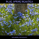 Blue Spring Beauties